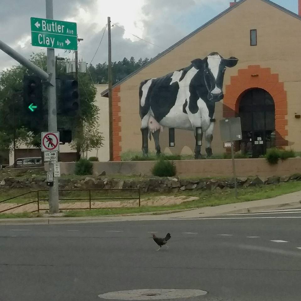 Why did the chicken cross the road?